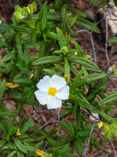 Avistamiento Estepa negra (Cistus monspeliensis)