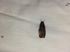 Semioscopis
