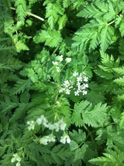 Anthriscus sylvestris