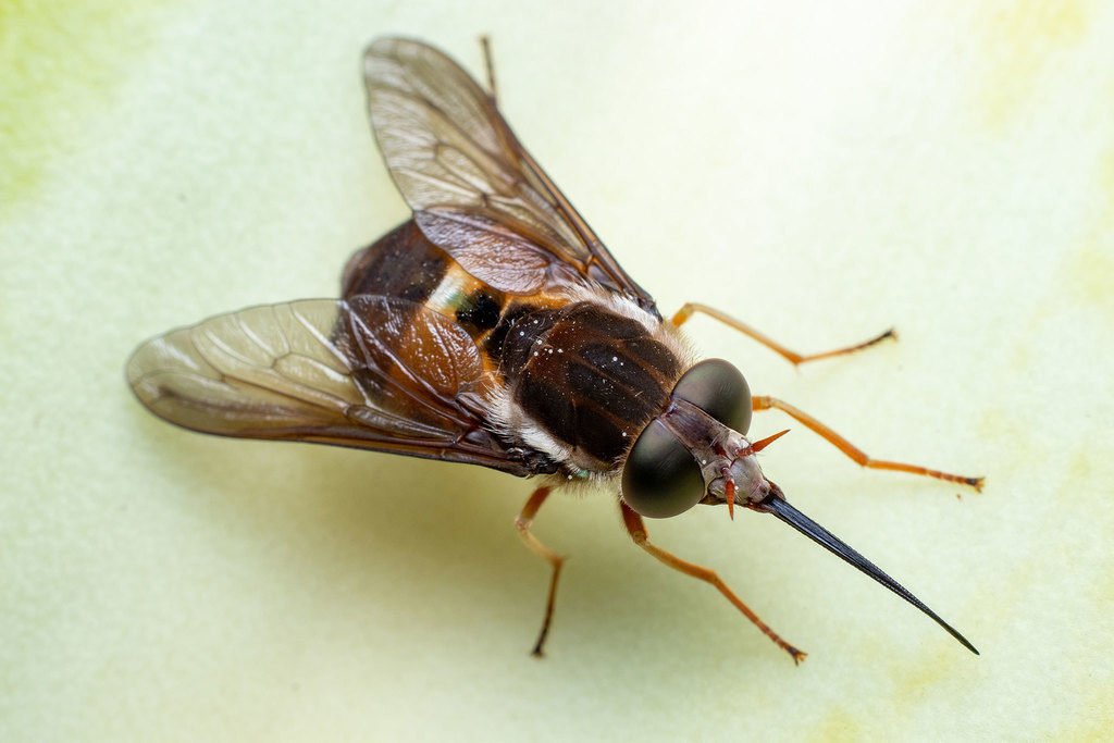 Philoliche from Kei Mouth, 5260, South Africa on April 5, 2020 at 1134