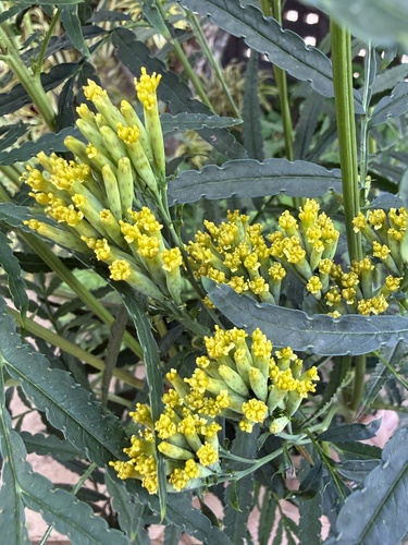 wild marigold