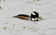 Apodichthys flavidus