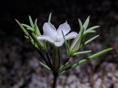 Linanthus