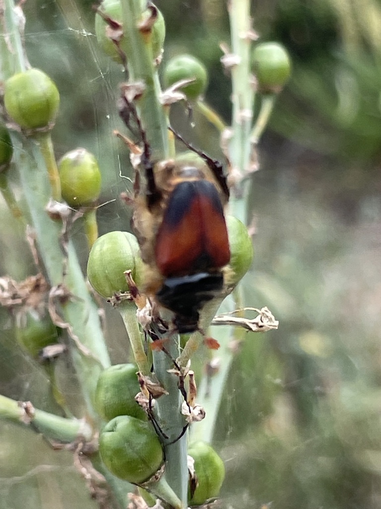 Pachypodine Beetles