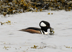 Apodichthys flavidus