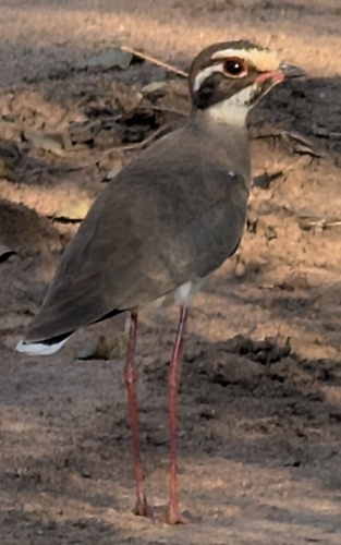 iNaturalist image