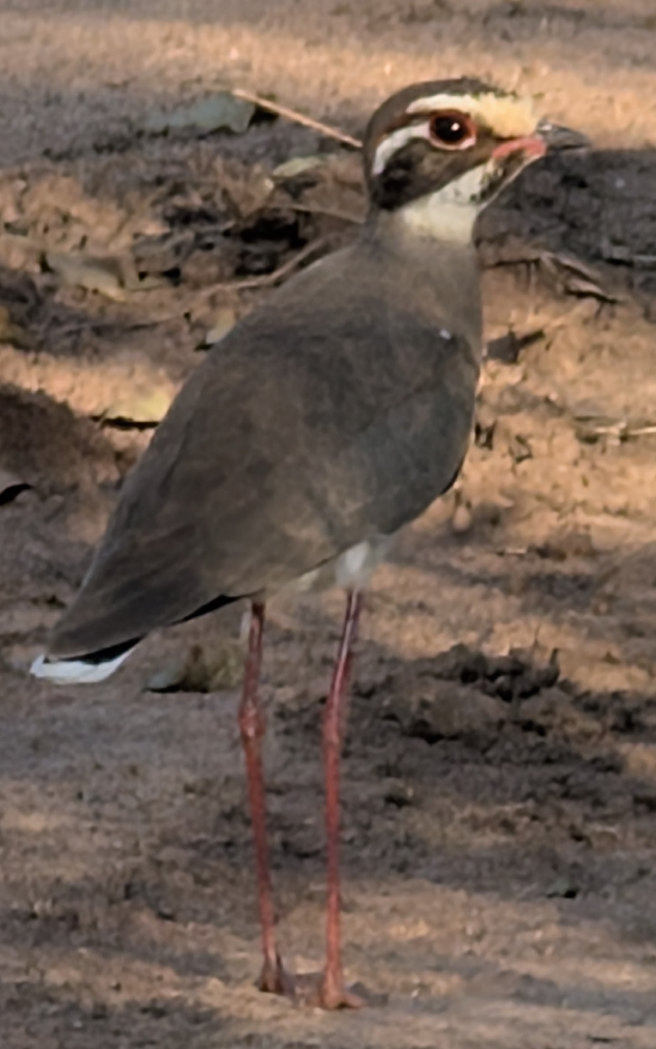 Bronze-winged Courser (Rhinoptilus chalcopterus), photo 1