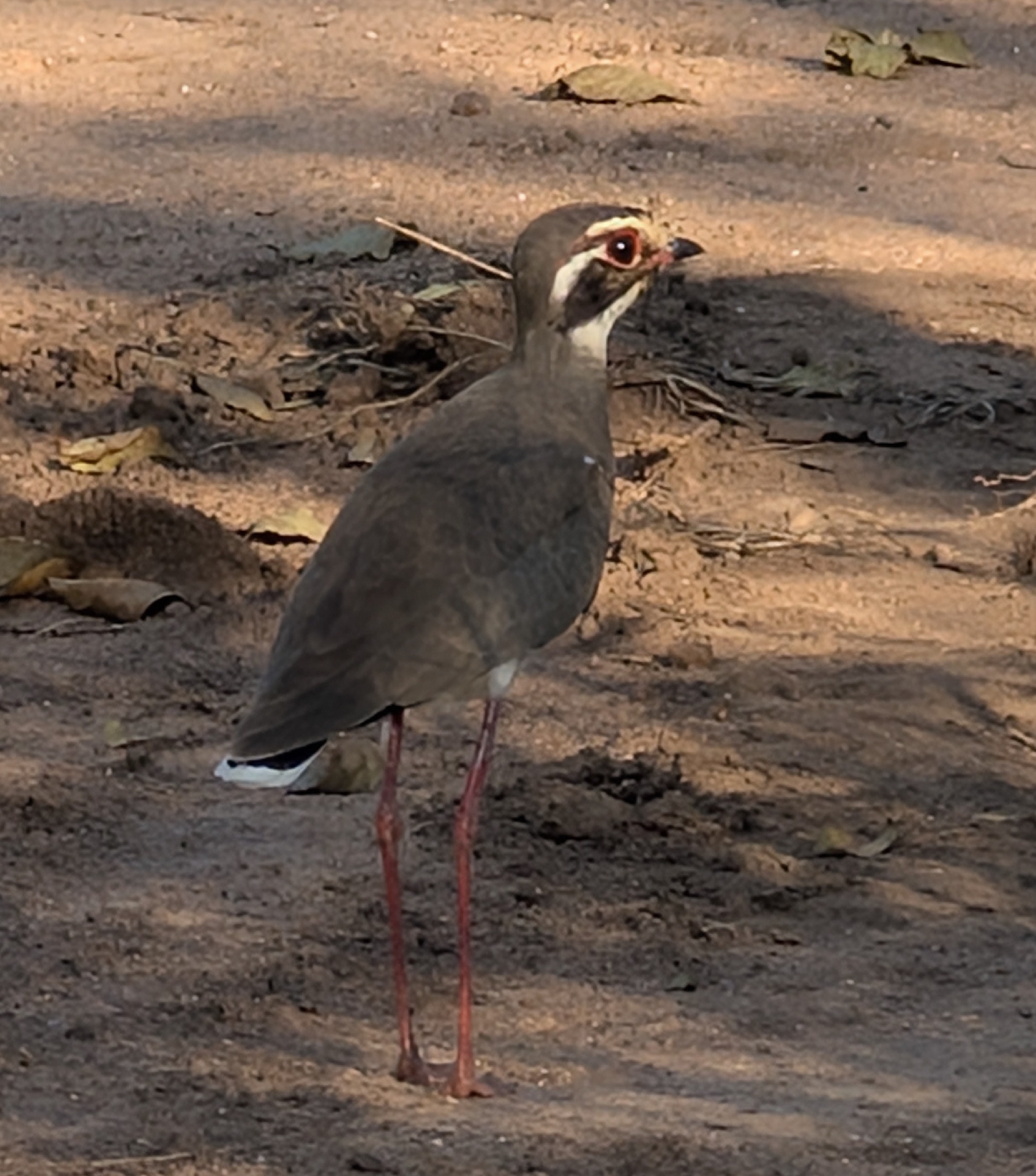 Bronze-winged Courser (Rhinoptilus chalcopterus), photo 2