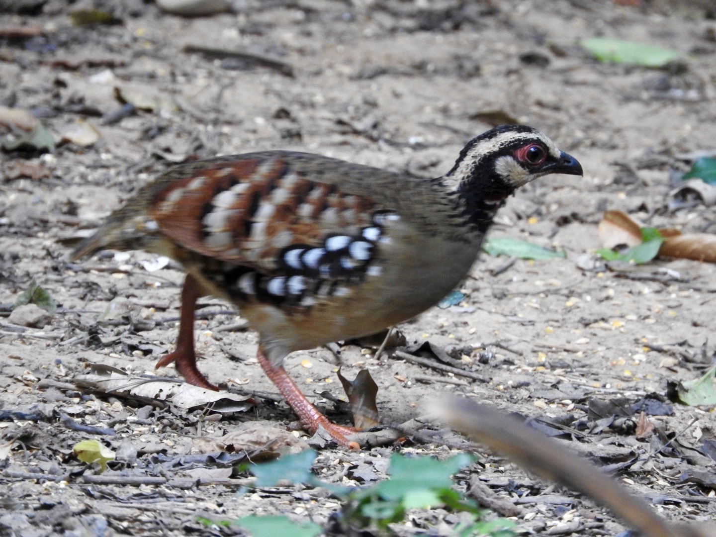 Bar-backed Partridge