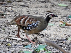 Arborophila brunneopectus