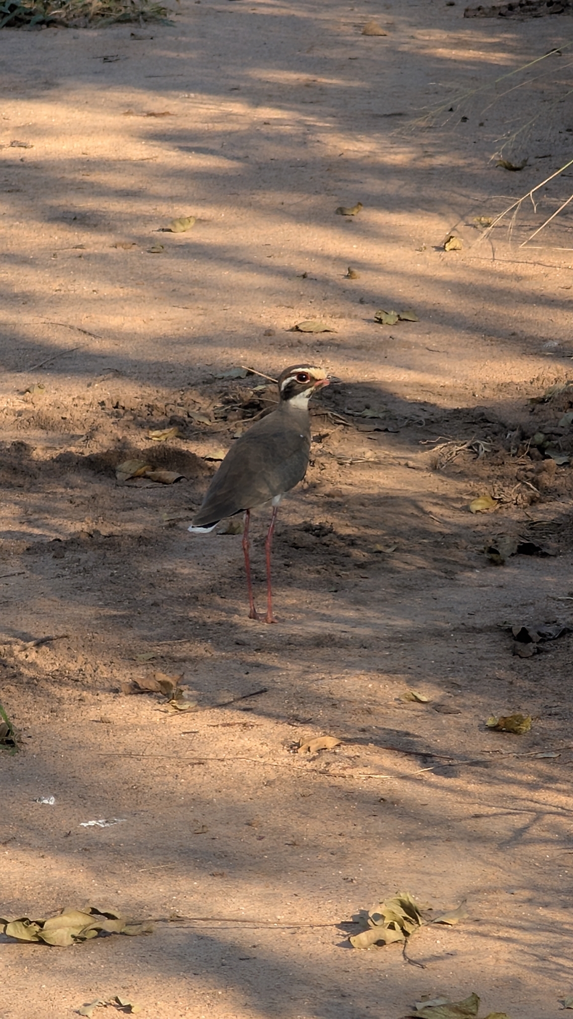 Bronze-winged Courser (Rhinoptilus chalcopterus), photo 7