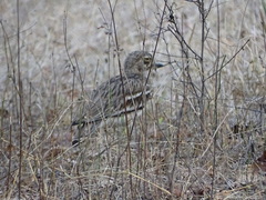 Burhinus indicus
