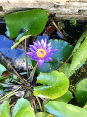 Nymphaea elegans