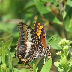 Charaxes saturnus saturnus