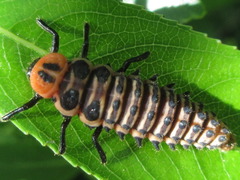 Aiolocaria hexaspilota