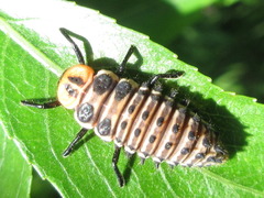 Aiolocaria hexaspilota