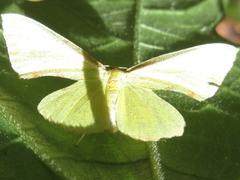 Corymica pryeri