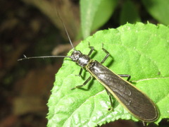 Acroneuriinae