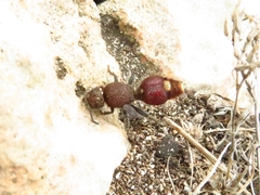 Ephutomorpha ferruginata