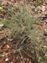 Caroxylon calluna