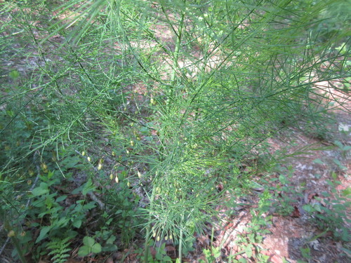 Few-twig asparagus (Asparagus oligoclonos)