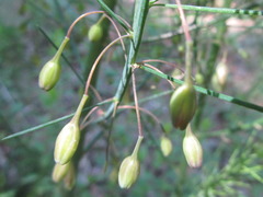 Asparagus oligoclonos