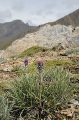 Saussurea leucophylla