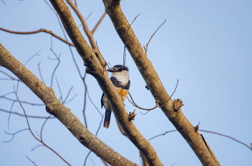 Buff-bellied Puffbird