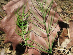 Asparagus oligoclonos