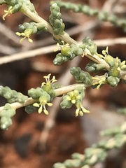 Caroxylon calluna