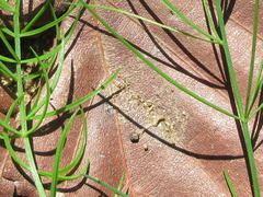 Asparagus oligoclonos