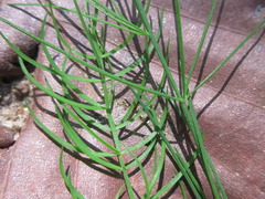 Asparagus oligoclonos