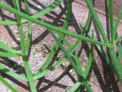 Asparagus oligoclonos