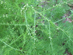 Asparagus schoberioides