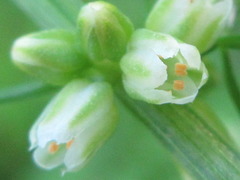 Asparagus schoberioides