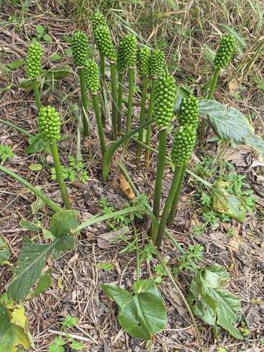 Arum cyrenaicum