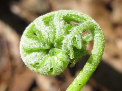 Onoclea sensibilis interrupta