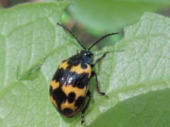 Gallerucida bifasciata
