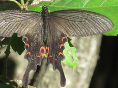 Papilio macilentus