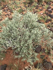 Leucosphaera bainesii