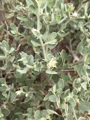 Leucosphaera bainesii