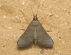 Piletocera macroperalis