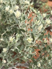 Leucosphaera bainesii