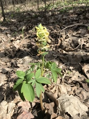 Corydalis cava marschalliana
