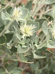Leucosphaera bainesii