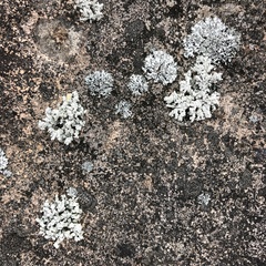 Stereocaulon dactylophyllum