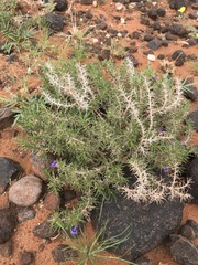 Aptosimum spinescens