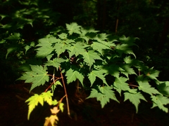 Acer micranthum