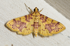 Conogethes haemactalis