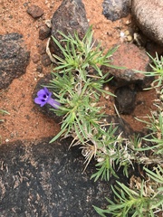 Aptosimum spinescens